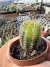 Chamaelobivia Variegata vaso 7 sortidos - comprar online