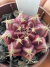 Gymnocalycium Híbrido Daydream vaso 6 Cod 88