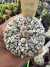 Astrophytum Asterias V-type Super Kabuto Vaso 6 cod 31