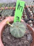 Obesa Macho vaso 7 - comprar online