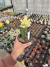 Lobivia Chamaocereus silvestrii Variegata Exertada vaso 12 Cod 4 - comprar online