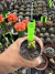 Astrophytum Variegata vaso 7 Cod 12 - sjplantas