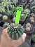 Gymnocalycium Thornless Vaso 6 Cod 22 - comprar online