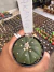 Astrophytum Akabana vaso 6 cod 1 na internet