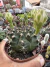 Gymnocalycium Anistisi vaso 11 na internet