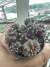 Gymnocalycium T- Lux vaso 6 cod 13 - comprar online