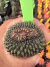 Gymnocalycium Thornless Cristata Vaso 6 Cod 46