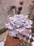 Echeveria Crispate Beauty vaso 11 na internet