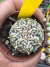 Astrophytum Asterias V-type Super Kabuto Vaso 6 cod 94