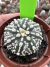 Astrophytum Asteria vaso 6 cod 264