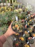 Gymnocalycium Variegata Matriz vaso 15 Cod 19 - comprar online