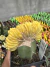 Trichocereus Pachonoi Cristata Variegata Exertada vaso 12 cod 2 - comprar online
