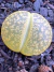 Lithops Leslie Albinica (cacto pedra vaso 6 ) na internet