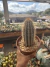 Pilosocereus Hermii Vaso 14 - comprar online