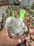 Rebutia Muscula vaso 11 Cod 21 - comprar online