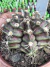 Gymnocalycium T- Lux vaso 9 cod 8 - comprar online