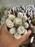 Mammilaria Gracilis cv Arizona Snowcap vaso 9
