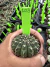 Gymnocalycium Thornless Vaso 6 Cod 103 - comprar online