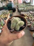 Chamacereus Cristata vaso 11 ( sortidos ) - comprar online