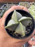 Astrophytum quadricostatum Vaso 7 ( sortidos)
