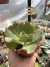 Echeveria Gibbiflora Ophelie vaso 11 - comprar online
