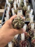 Gymnocalycium Híbrido Daydream vaso 6 Cod 38 - comprar online