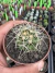 Discocactus Zehntneri (subsp boomianus) vaso 7 - comprar online