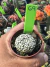 Astrophytum Asterias V-type Super Kabuto Vaso 6 cod 69 na internet