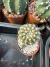Notocactus Ritterianus vaso 9 Exertado - sjplantas