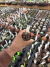 Gymnocalycium T- Lux vaso 6 cod 24 - comprar online