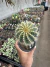 Parodia Magnífica Híbrido vaso 11 Exertada - comprar online