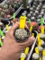 Astrophytum Asterias V-type Super Kabuto Vaso 6 cod 110 - comprar online