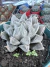 Haworthia Venusta vaso 9