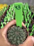 Gymnocalycium Thornless Vaso 6 Cod 43