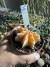 Gymnocalycium variegata raiz própria 65 vaso 9