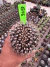 Gymnocalycium M cristata vaso 9 G46 - comprar online