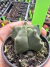Astrophytum kikko vaso 7 Cod 20