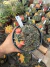 Gymnocalycium Variegata Matriz vaso 15 Cod 3
