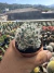 Mammilaria Duwei vaso 7 - sjplantas