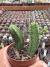 Euphorbia Enopla vaso 7