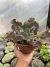 Echeveria Gibbiflora Bumps vaso 15 - comprar online