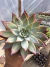 Echeveria Colorata Brandit vaso 11