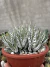 Haworthia attenuata var Zebrina cuia 18 na internet