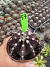 Gymnocalycium M. Purple vaso 9 cod 57 - comprar online