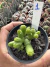 Trichocereus Santiaguensis f. Monstruoso vaso 9 (pepininho) Cod 1