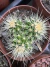 Echinocactus Grusonii vaso 11 duas a três mudas - comprar online