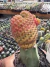 Sulcorebutia rauschii variegata enxertada Vaso 12