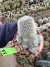 Rebutia Muscula vaso 11 cod 12 - comprar online