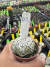 Astrophytum Asterias V-type Super Kabuto Vaso 6 cod 63 - comprar online