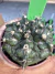 Gymnocalycium T- Rex vaso 6 cod 39 - comprar online
